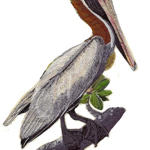May include: A brown and gray pelican with a long orange beak perched on a branch. The pelican's head is turned to the side, and its eye is visible.