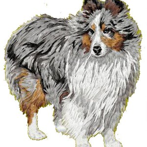 May include: A blue merle Shetland Sheepdog with white and brown markings stands on a white background. The dog has a fluffy coat and is looking directly at the viewer.