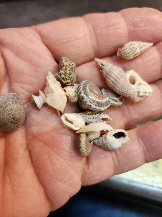 Tiny Assorted Sea Shells (2041588A) - Etsy