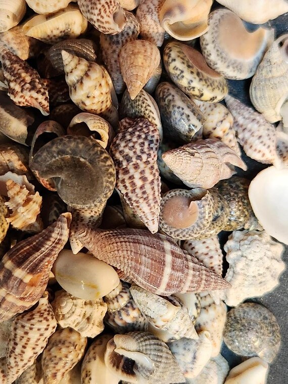 Tiny Assorted Sea Shells (2041588A) - Etsy
