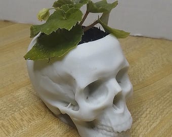 Skull Planter Bone White, 2 inch pot size with Angel Wing Begonia, white flowers. Custom made by CustomPokersAndMore.com
