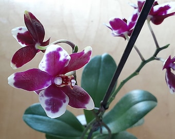 Phalaenopsis Hybrid, Live Orchid, Deep Purple with White Hybrid, smaller, thicker, waxy petals, potted in 4" pot, CustomPokersAndMore