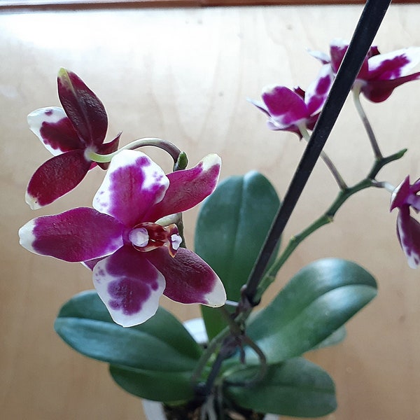 Phalaenopsis Hybrid, Live Orchid, Deep Purple with White Hybrid, smaller, thicker, waxy petals, potted in 4" pot, CustomPokersAndMore