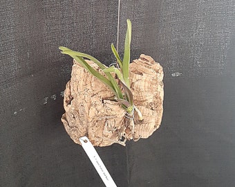Vanda, Somsri Velvet &quot;JED KAO&quot; Mounted on 6&quot;x5&quot; Cork Natural Bark with Stainless Steel Hanger