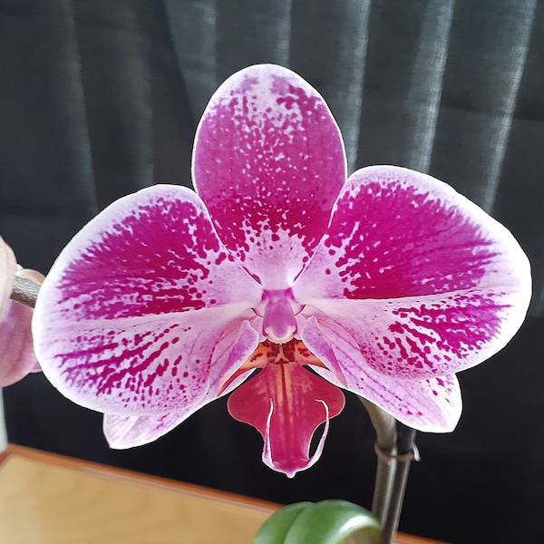 Phalaenopsis, Live Orchid, White and Purple, potted in 4" pot, CustomPokersAndMore