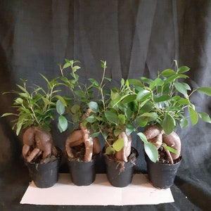 May include: Four small potted plants with green leaves and brown, twisted roots. The plants are in black plastic pots and are arranged in a row on a white surface.