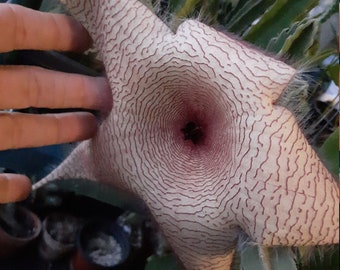 Stapelia gigantea, Star Fish Flower, Succulent, Live Tropical Plant 4"-6"tall, rooted cutting in 4" pot