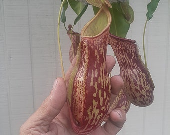 Nepenthes, St. Gaya, Baby Carnivorous Pitcher Plant comes in 2" Pot, I EAT BUGS!