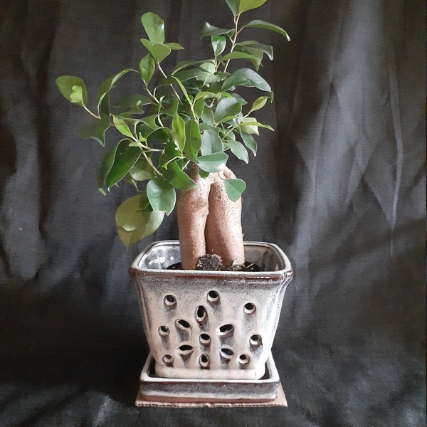 Ficus, Bonsai Tree, REDUCED PRICE!!! potted in 4"inch pot, with Decorative 6" Square Clay Pot Holder, Bonsai Tree, Live Tropical plant