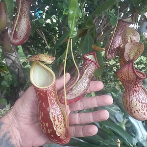 May include: Close-up of several Nepenthes pitcher plants, showcasing their unique, elongated, and spotted forms. The plants have a reddish-brown hue with yellow-green markings, and are suspended from green foliage. The open pitchers reveal a light green interior.