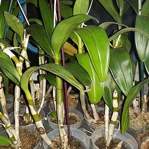 May include: A collection of green orchid plants in clear plastic pots. The orchids have long, green leaves and segmented stems with white and green markings. The plants are in various stages of growth, with some showing new shoots. The background is dark, highlighting the vibrant green of the plants.