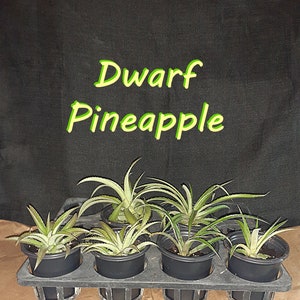 May include: A tray of five small potted dwarf pineapple plants. The plants have spiky, green and white leaves. The pots are black and sit in a black plastic tray. The text "Dwarf Pineapple" is in green and yellow above the plants.