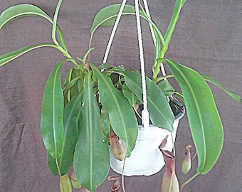 Large Carnivorous Pitcher Plant, Nepenthes, Alata, I EAT BUGS!!!! in 6" Hanging Pot and Fast USA Shipping