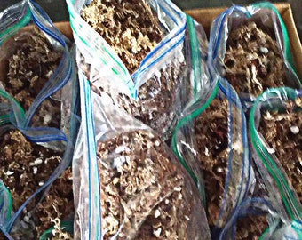 Carnivorous Plant Mix, Medium, Soil, 1qt Sphagnum Moss, Peat Moss and Perlite Mix for Repotting and or refreshing your medium