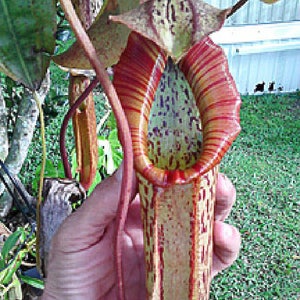 Nepenthes, Miranda, Large Carnivorous Pitcher Plant 8" Hanging Pot, I EAT BUGS!