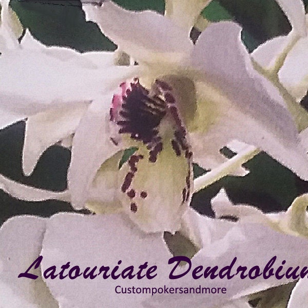 Latouriate Dendrobium, Roy Tokunaga White Knight X Semi-Alba 4"pot