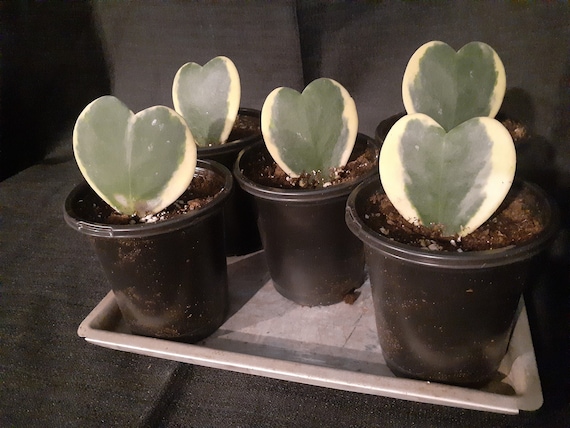 Hoya, Kerrii, Green Variegated, Hoya Heart, Lucky Heart Plant in 4" Pot -  Etsy