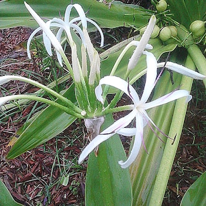 Giant Lily, White Crinum Lily, 6-Bulbs