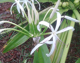 Giant Lily, White Crinum Lily, 6-Bulbs