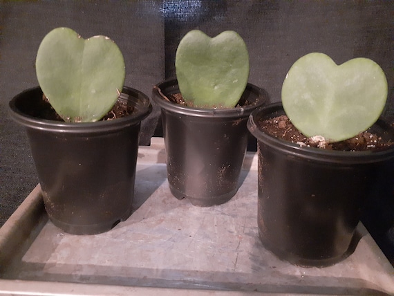 Hoya, Kerrii, Hoya Heart, Lucky Heart Plant in 4" Pot - Etsy