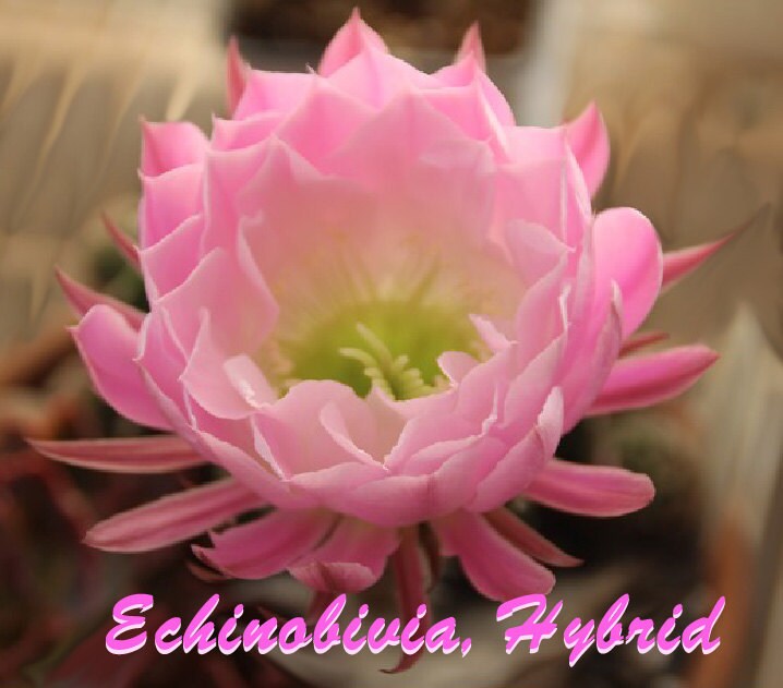 Echinobivia Hybrid, 3 inch tall Rainbow Bursts Blooms in Spring and Summer in 3.5" clay pot