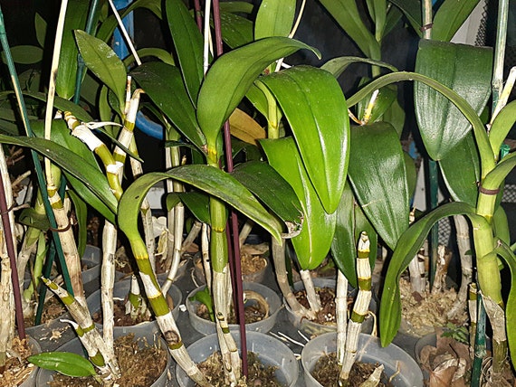 Orchid, Dendrobium Surprise, Lost Tag, UnKnown Flower Color 10"-20" tall potted in 4" inch pot, REDUCED PRICE! NOT in Bloom!