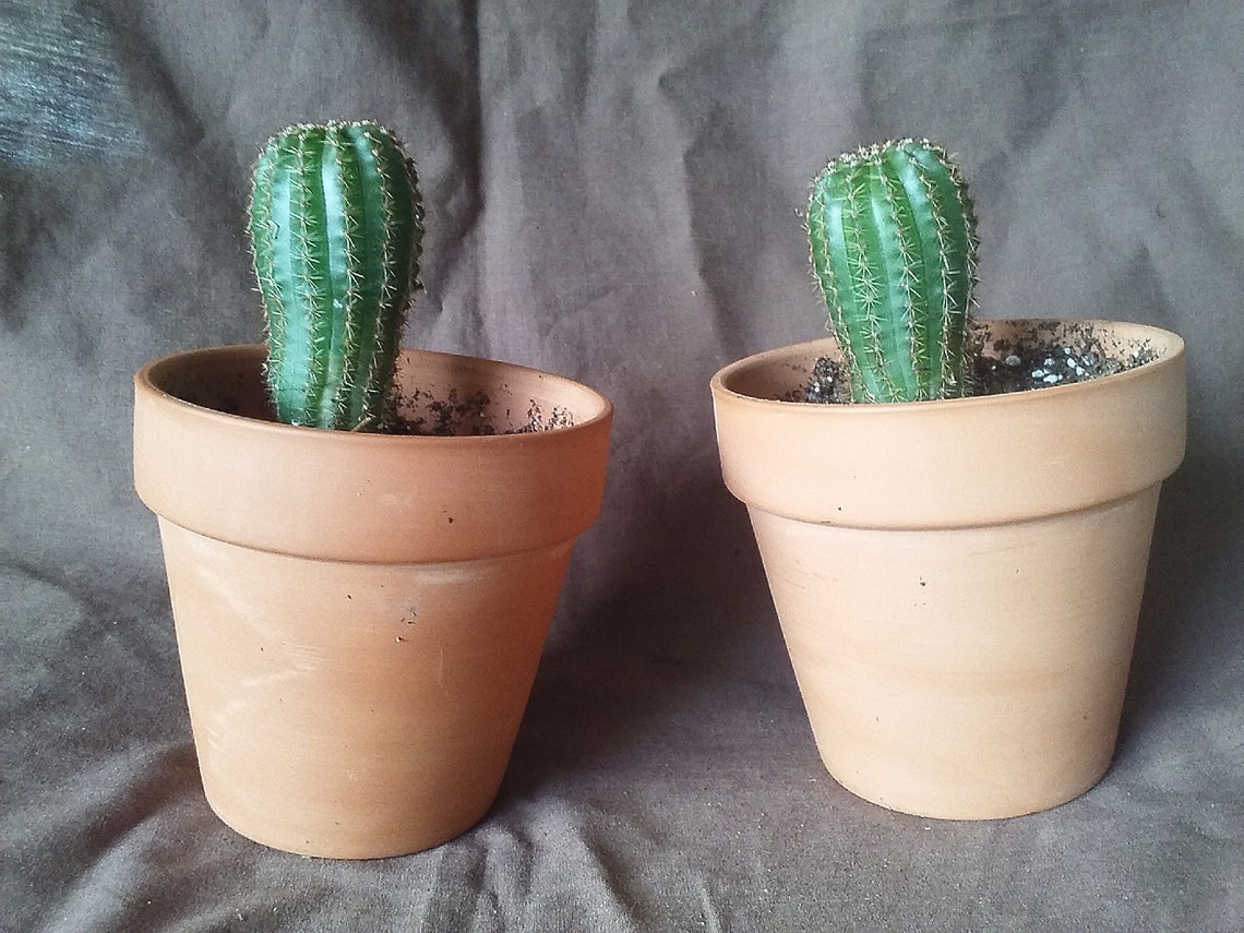 Echinobivia Hybrid 3 Inch Tall Rainbow Bursts Blooms in Etsy