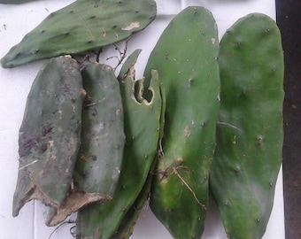 Opuntia Nopal, SUPER HEALTH Food, Edible Cactus, Spineless, 3 Ears/Paddles, USA