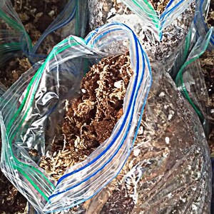 May include: Close-up of several clear plastic bags filled with brown and white moss. The bags are sealed with a zipper and have blue and green stripes.