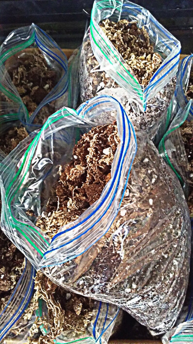 May include: Close-up of several clear plastic bags filled with brown and white moss. The bags are sealed with a zipper and have blue and green stripes.