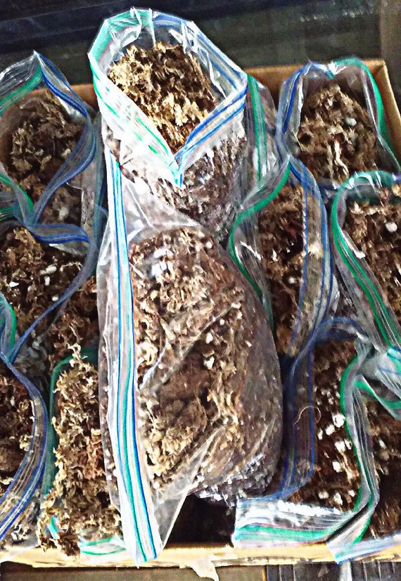 Carnivorous Plant Mix, Medium, Soil, 1qt Sphagnum Moss, Peat Moss and Perlite Mix for Repotting and or refreshing your medium