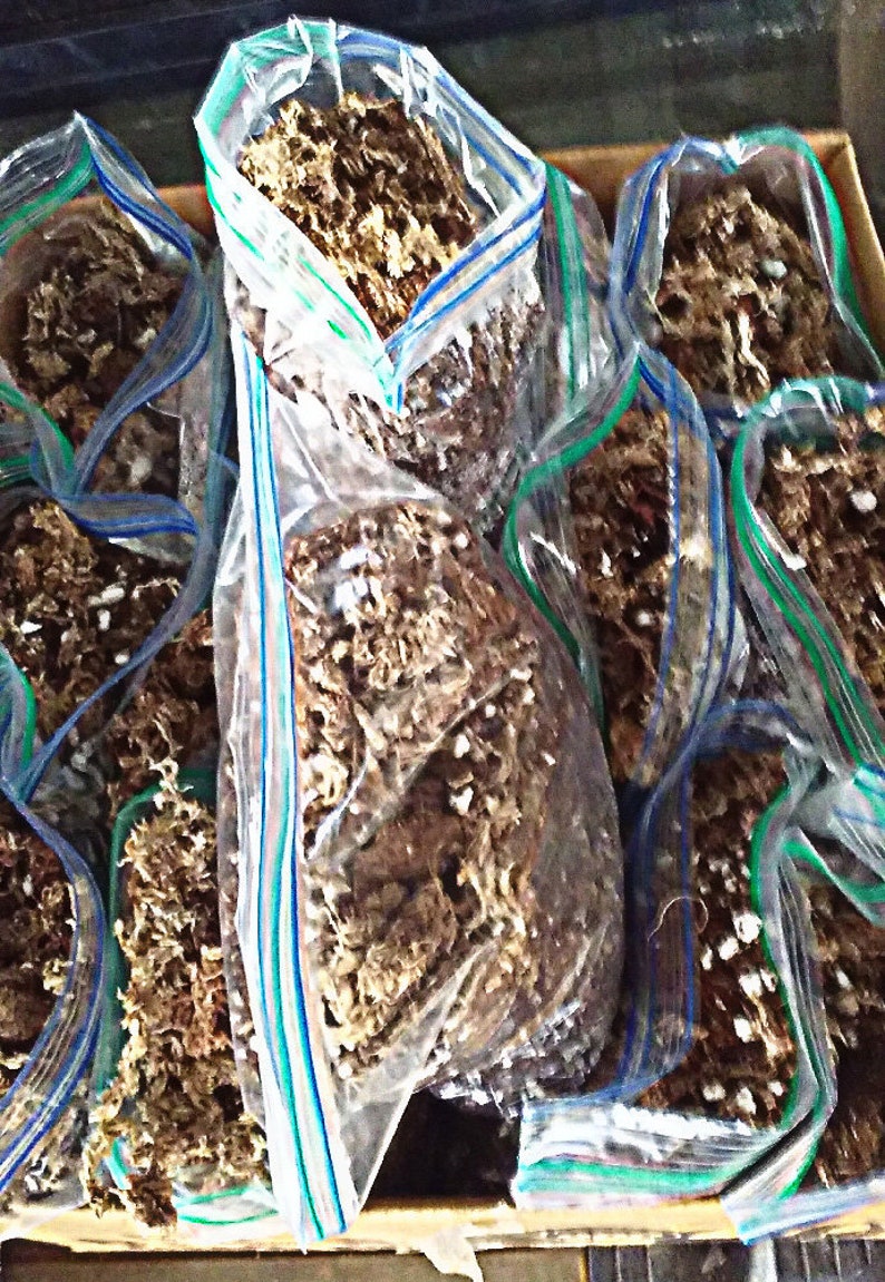 May include: Multiple clear plastic bags filled with brown and white dried moss. The bags are sealed with blue and green zipper closures.