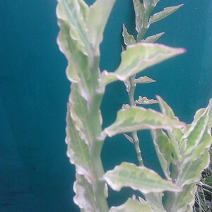 May include: A close-up of a variegated plant with green and white leaves. The plant has a thin stem and the leaves are arranged in a spiral pattern. The plant is growing against a teal blue background.