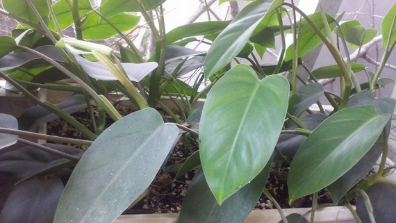 philodendron red cardinal Philodendron 'Black Cardinal' Medium