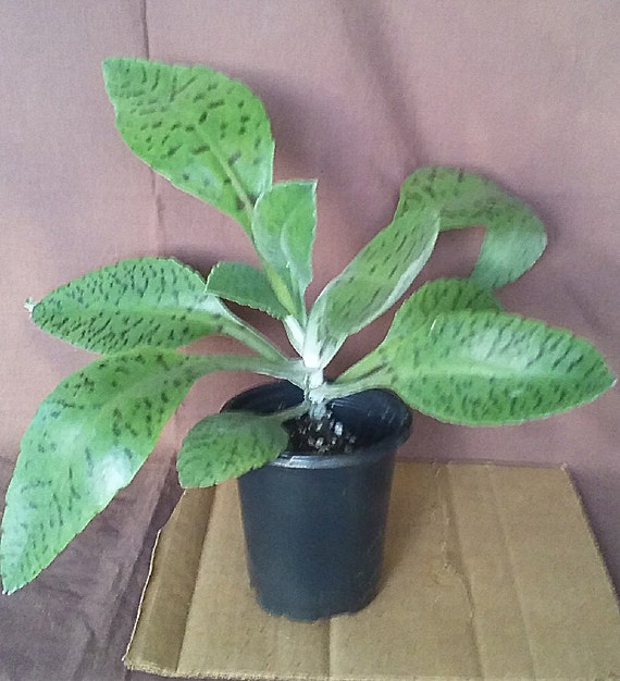 Kalanchoe Gastonis, Donkey Ears, Variegated (rare) Succulent, Medium Size  Rooted in 3" Pot - Etsy