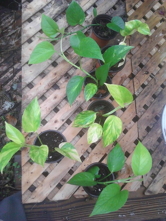 Plants Seeds Bulbs Tahitian Bridal Veil Tradescantia 3x Cuttings Rooted Gibasis Geniculata Garden Patio Goldenvillainn Com