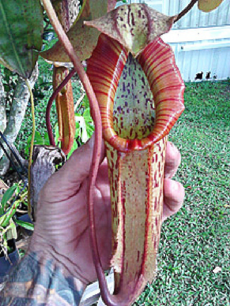Nepenthes Miranda Large Carnivorous Pitcher Plant 8 Etsy