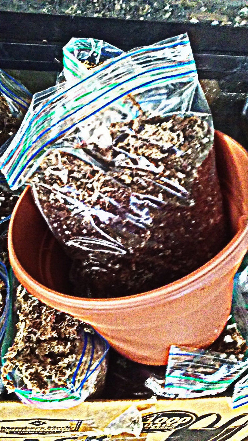 May include: A brown terracotta pot with a clear plastic bag filled with dark brown soil. The bag has blue and green stripes.