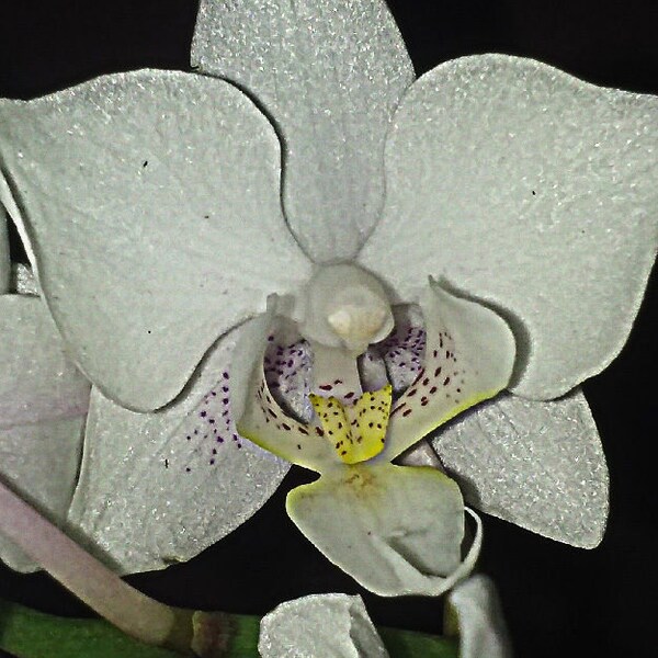 Miniature Phalaenopsis, Orchid, w/Fine Pottry, White w/Purple specs and Yellow