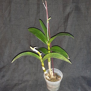K&ouml;nnte beinhalten: Eine kleine Topf-Orchidee mit gr&uuml;nen Bl&auml;ttern und einem lila Stiel. Die Pflanze befindet sich in einem transparenten Plastiktopf vor einem dunklen Hintergrund. Die Orchidee hat ein paar kleine wei&szlig;e und gelbe Bl&uuml;ten.