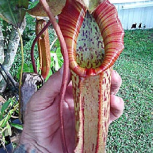 May include: A close-up of a vibrant pitcher plant, showcasing a large, elongated pitcher with red and yellow striped patterns. The plant's interior is speckled with purple dots, and a long, slender tendril extends from the top.