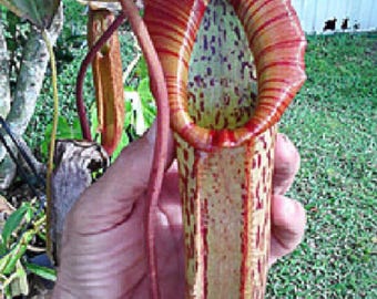 Nepenthes, Miranda, Large Carnivorous Pitcher Plant 8" Hanging Pot, I EAT BUGS!