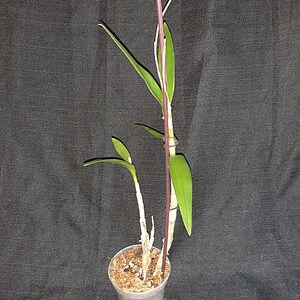 K&ouml;nnte beinhalten: Eine kleine Topf-Orchideenpflanze mit gr&uuml;nen Bl&auml;ttern und einem lila Stiel. Die Pflanze befindet sich in einem kleinen, dunklen Plastiktopf, der mit Erde gef&uuml;llt ist. Der Hintergrund ist ein dunkler, strukturierter Stoff.