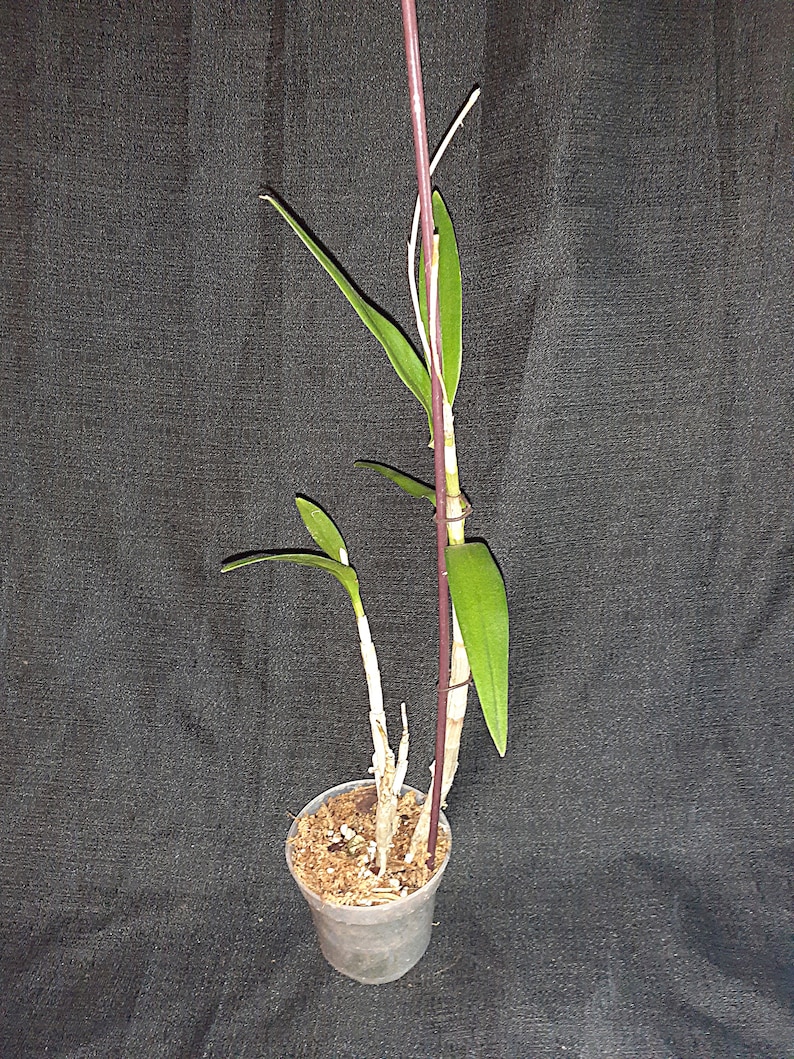 K&ouml;nnte beinhalten: Eine kleine Topf-Orchideenpflanze mit gr&uuml;nen Bl&auml;ttern und einem lila Stiel. Die Pflanze befindet sich in einem kleinen, dunklen Plastiktopf, der mit Erde gef&uuml;llt ist. Der Hintergrund ist ein dunkler, strukturierter Stoff.