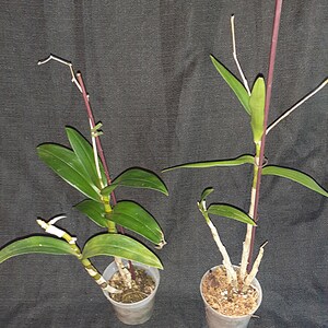 K&ouml;nnte beinhalten: Zwei kleine Topf-Orchideen mit gr&uuml;nen Bl&auml;ttern und d&uuml;nnen, lila Stielen. Die Orchideen befinden sich in transparenten Plastikt&ouml;pfen mit dunklem Hintergrund. Eine Orchidee hat einen sich entwickelnden Bl&uuml;tenstiel.