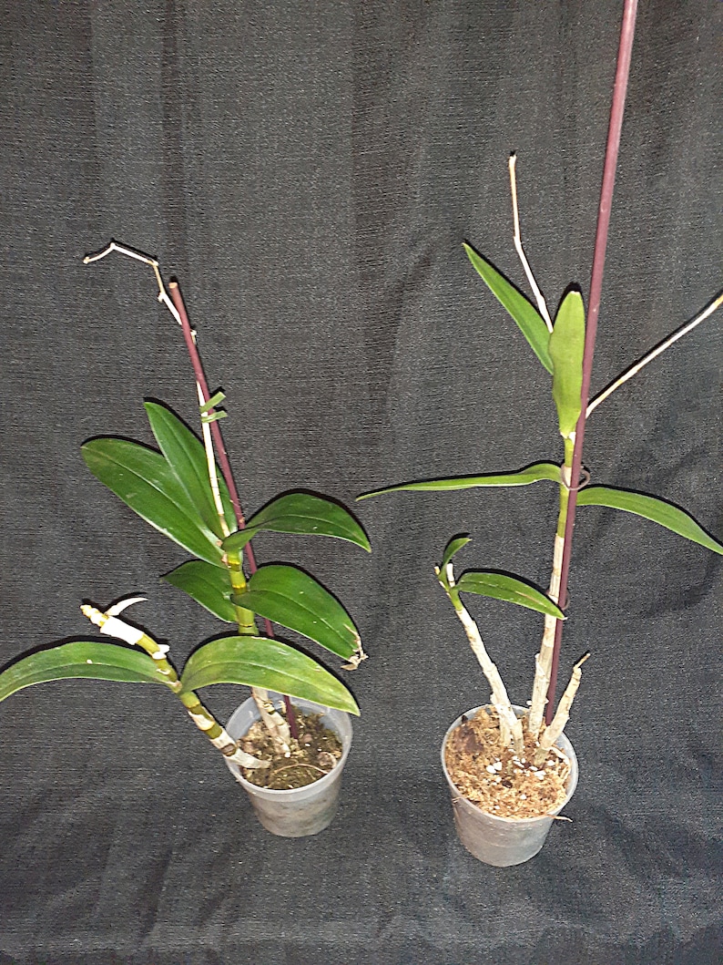 K&ouml;nnte beinhalten: Zwei kleine Topf-Orchideen mit gr&uuml;nen Bl&auml;ttern und d&uuml;nnen, lila Stielen. Die Orchideen befinden sich in transparenten Plastikt&ouml;pfen mit dunklem Hintergrund. Eine Orchidee hat einen sich entwickelnden Bl&uuml;tenstiel.