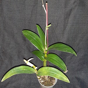 K&ouml;nnte beinhalten: Eine Topf-Orchideenpflanze mit leuchtend gr&uuml;nen Bl&auml;ttern und einem schlanken, rotbraunen Stiel. Die Pflanze befindet sich in einem durchsichtigen Plastiktopf, und eine kleine, wei&szlig;e Bl&uuml;tenknospe ist sichtbar. Der Hintergrund ist eine dunkle, strukturierte Oberfl&auml;che.
