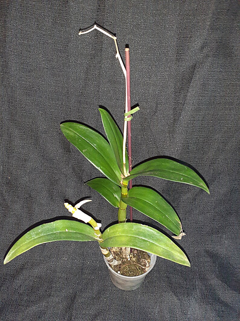 K&ouml;nnte beinhalten: Eine Topf-Orchideenpflanze mit leuchtend gr&uuml;nen Bl&auml;ttern und einem schlanken, rotbraunen Stiel. Die Pflanze befindet sich in einem durchsichtigen Plastiktopf, und eine kleine, wei&szlig;e Bl&uuml;tenknospe ist sichtbar. Der Hintergrund ist eine dunkle, strukturierte Oberfl&auml;che.