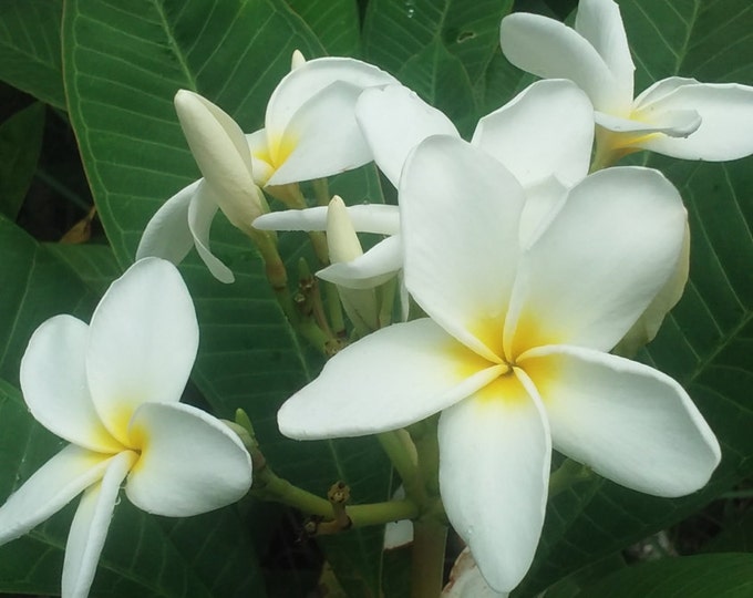 Hawaiian Plumeria Tree Frangi Pani Tree White With Yellow Etsy