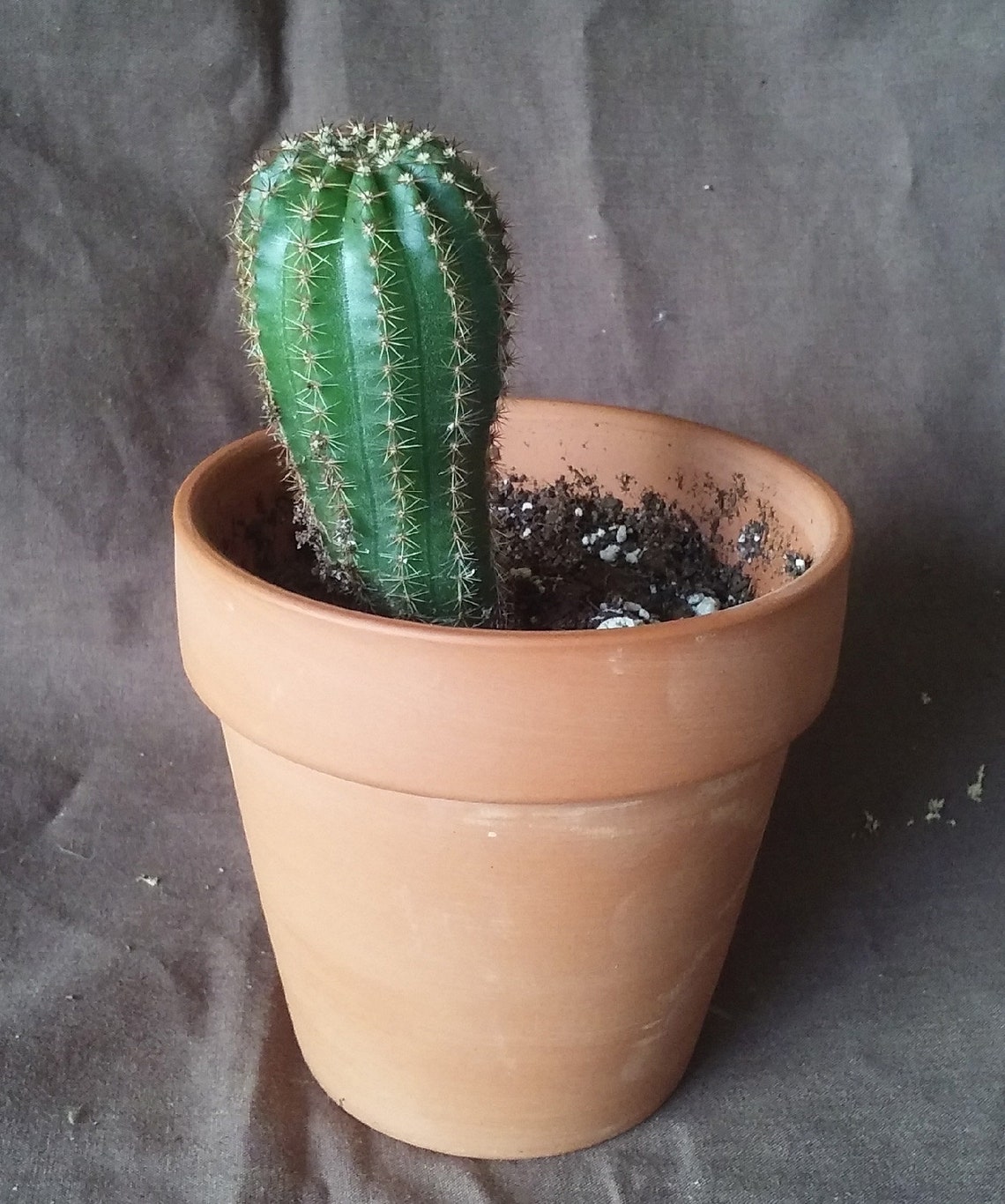 Echinobivia Hybrid 3 Inch Tall Rainbow Bursts Blooms in Etsy